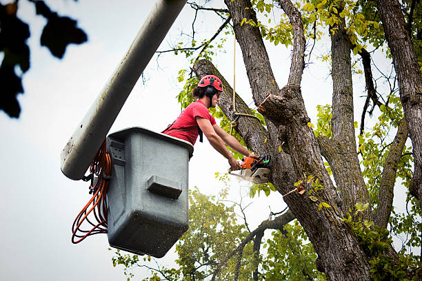 Best Leaf Removal  in Mangum, OK