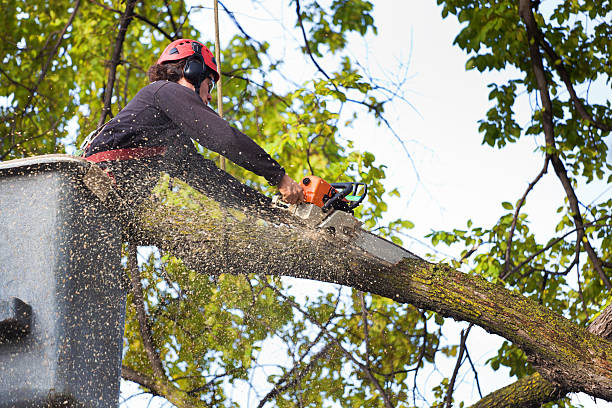 Best Tree Removal  in Mangum, OK